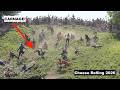 Cheese CARNAGE 2026 Daredevils Tumble In UK S Hottest Cheese Rolling Race Ever