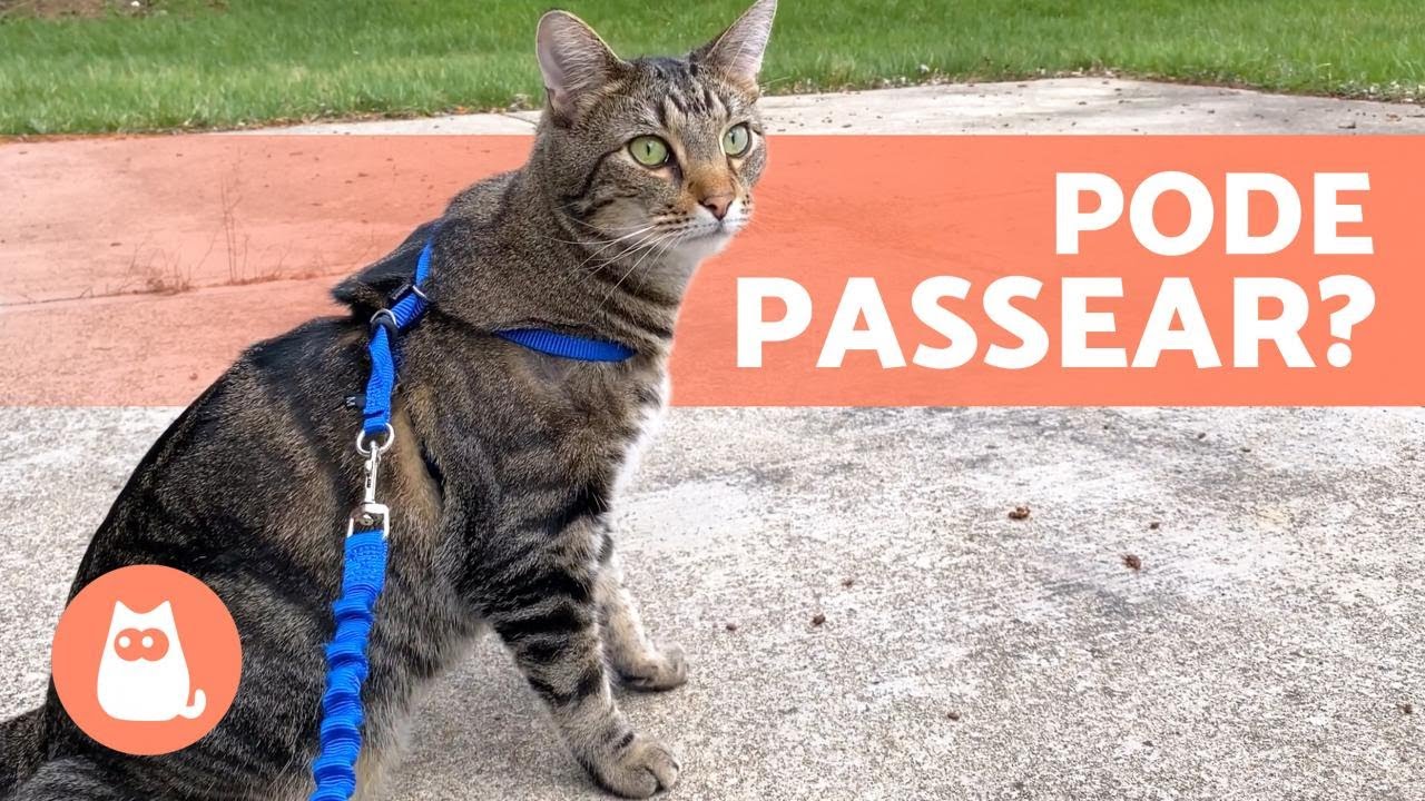 Posso levar meu GATO para PASSEAR? 🐈🚶‍♂️ (Vantagens e Desvantagens)