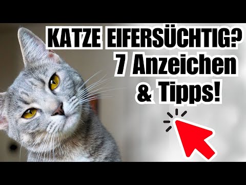 Sind Katzen eifersüchtig? 🐈 7 Anzeichen & Tipps!