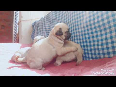 Coming zone next months Top quality full rinkal#pug Vodafone # pup