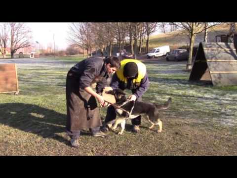 Corby Greymary - protection 8,5 months -12/2016