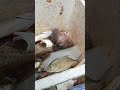 Ini Mantap Jos
