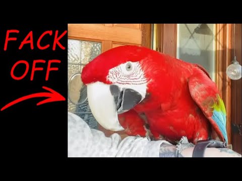 Compilation des jurons les plus drôles sur les oiseaux 3