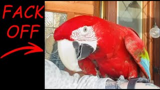 Compilation des jurons les plus drôles sur les oiseaux 3