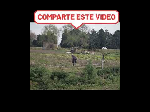 TUNEL DE ARBOLES EN ARROYO AGUIAR SANTA FE #santafeargentina