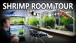 AMAZING Shrimp Breeding Room Tour!