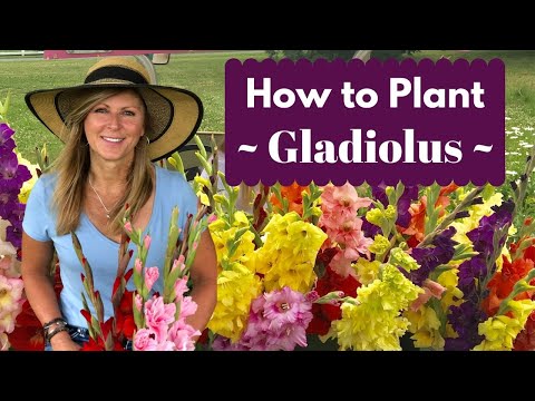 How to Plant Gladiolus Bulbs - Corms | Cranbury Fields Flower Farm