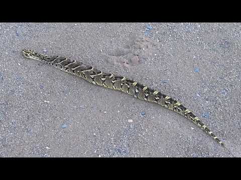 Aftermath of Cobra vs Puff adder