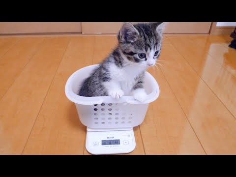 When the kitten Coco challenges to weigh for the first time...!lol