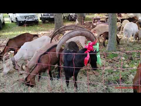 PANORAMICA SU PECORE, CAPRE IN MOSTRA ALLA 16^FIERA DI LUSERNA S.GIOVANNI (TO) MERC. 2 - 11 - 2022.