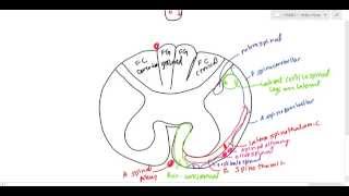 Spinal Cord Neuroanatomy (USMLE)