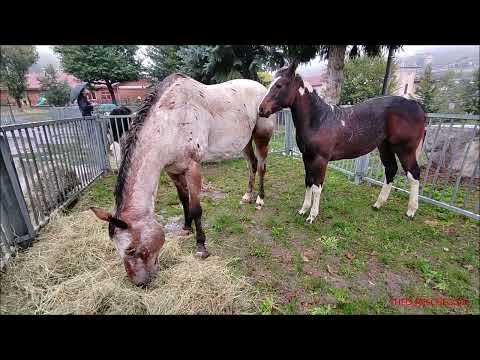 LA CAVALLA CON IL SUO PULEDRINO ALLA FIERA DI S. LUCA A DEMONTE (CN) DOM. 9 - 10 - 2022.