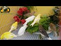 canaries bathing Bird Sounds | Canary Singing | Training Video | طيور الكناري | Part 1