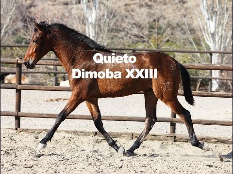 2 year old colt - Quieto Dimoba XXIII (17-3-2019)