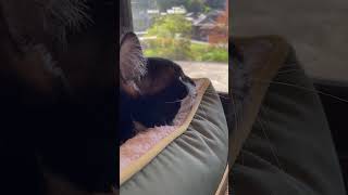 おしゃべりねこ
