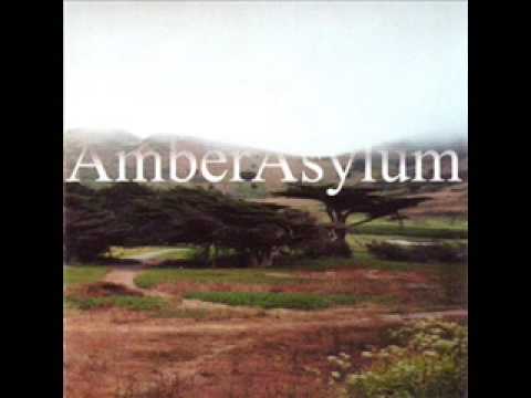 Amber asylum - black swan