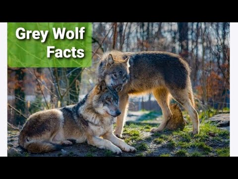15 interesting facts about the Grey Wolf 🐺🐺🐺#greywolf #timberwolves #wolves