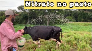ADUBANDO PASTO COM NITRATO DE AMÔNIO