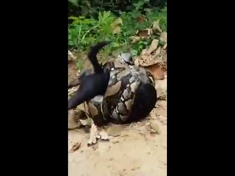 Shocking Video: Lucky Dog saved from Python by Village people