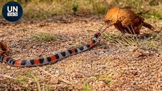 Most Brutal SNAKE WARS Caught on Camera | Animal Fights