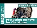 Protecting Turkeys For Christmas BBC News Review