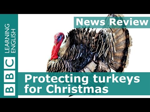 BBC News Review: Protecting turkeys for Christmas