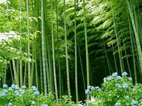 Thể hiện bởi Hồ Quỳnh Hương