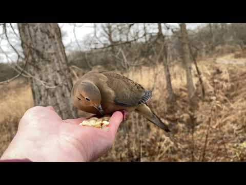 Hand-feeding Birds  — Mourning Dove