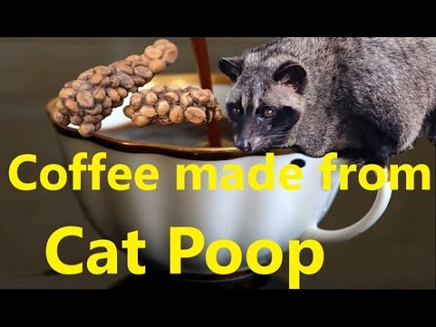 Kopi Luwak- Coffee make from Cat Faeces - The World Most Expensive Coffee