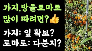 텃밭 가지, 토마토???? 많이 따려면?????