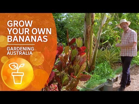 How to grow your own bananas