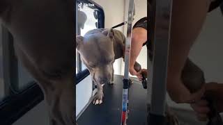 I swear 🤣  #fypシ #tiktok#pitbull #pets #fyp #shorts #ytshorts
