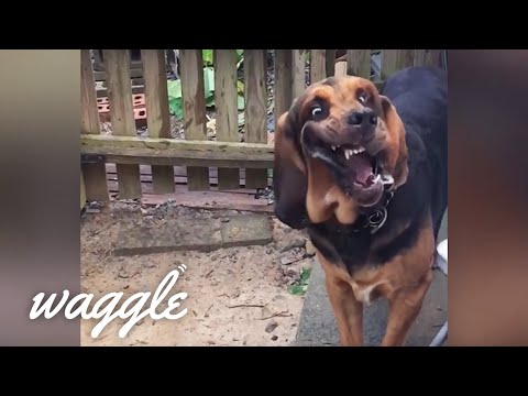 Hound Dogs | Funny Dog Compilation