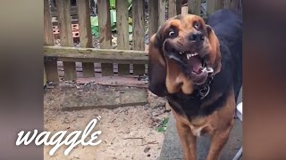Hound Dogs | Funny Dog Compilation
