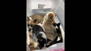 Corgi Puppies Videos