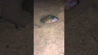 Download lagu really weird, scary, head sticking out of the mud #eel #videoshorts #youtubehomepage #scary mp3 Download lagu really weird, scary, head sticking out of the mud #eel #videoshorts #youtubehomepage #scary mp3