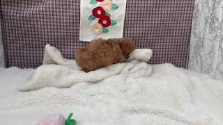 ハーフ犬の動画01