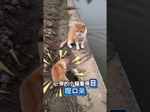 貓媽自創漣波術，示範教小貓下水抓魚