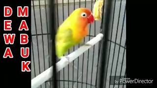 Download lagu Ini dia lovebird calon penerus KUSUMO, / GAYA UNIK. mp3