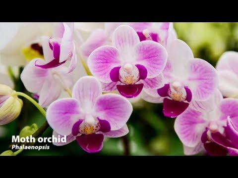 How to Grow Orchids | Mitre 10 Easy As Garden