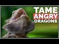 How I Tame Angry Scared Bearded Dragons