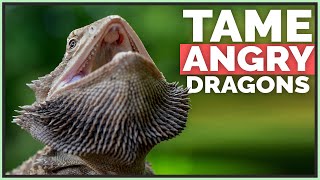 How I Tame Angry & Scared Bearded Dragons