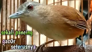 Download lagu sekali pancing pelanduk semak gacor seterusnya bikin burung cepat mapan berbunyi mp3