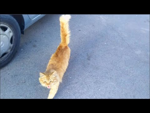 The difference between well-fed and hungry street cats | I feed homeless animals
