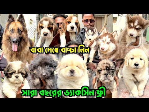 Home Breed Puppies Sale Low Price. Dog Market in Kolkata Price. Kolkata Dog Market.