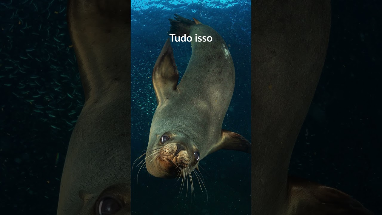 A vida #marinha está conectada 🐋