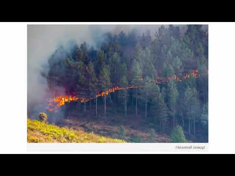 Лесные пожары, причины и виды