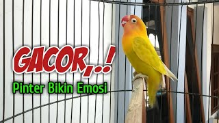 Download lagu Pasti Bakalan NYAUT Suara Burung Lovebird Gacor Pi... mp3