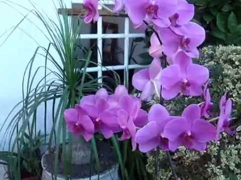 coleção phalaenopsis exemplar 2,  NOVEMBRO 2014