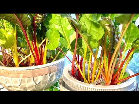 園芸 スイスチャード、スイスチャード、ペリー